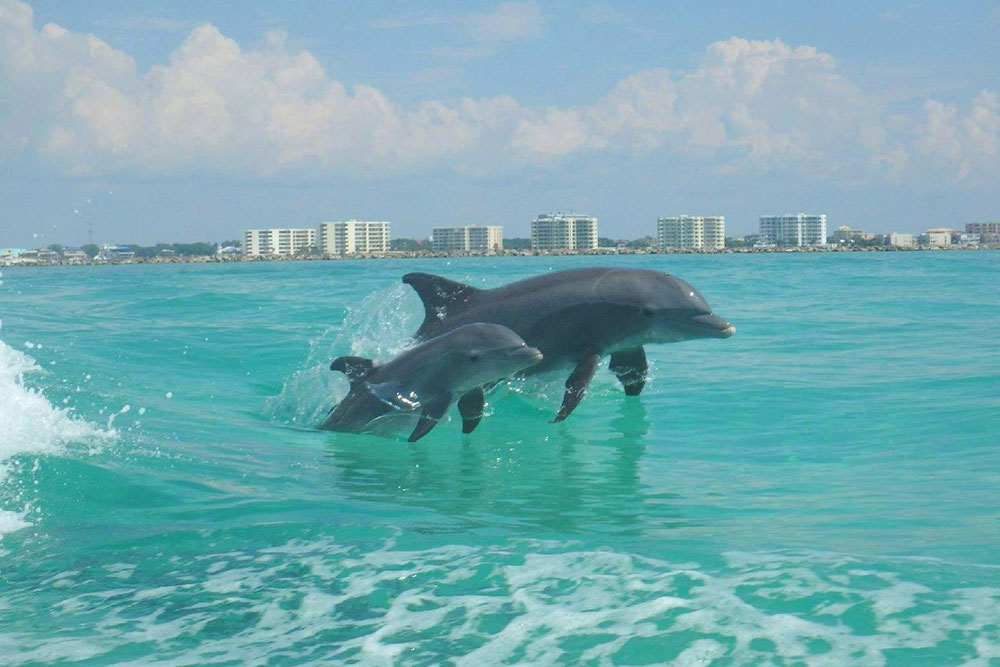 destin-Dolphin-Excursions